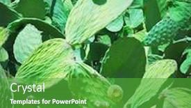  Presentation with cactus - Beautiful slide deck featuring cactus backdrop and a shamrock green colored foreground