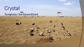  Presentation with cadaver - Slides featuring cadaver - beautiful plains background and a  colored foreground