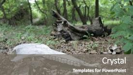  Presentation with animal vertebrata - PPT theme enhanced with cadaver - dead animal's skull deep background and a  colored foreground