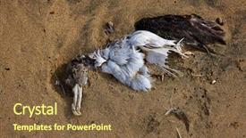  Presentation with seagull - Beautiful theme featuring cadaver - dead sea bird seagull half backdrop and a  colored foreground