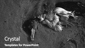  Presentation with seagull - PPT layouts enhanced with cadaver - dead sea bird seagull half background and a dark gray colored foreground