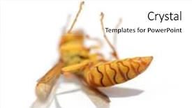  Presentation with wanted dead or alive - PPT theme consisting of cadaver - dead wasp on white background background and a white colored foreground