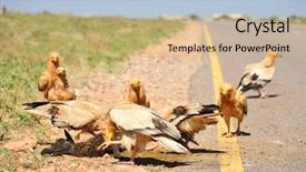  Presentation with egyptian - Audience pleasing PPT theme consisting of cadaver - egyptian vulture neophron percnopterus backdrop and a  colored foreground
