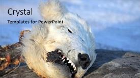  Presentation with polar bear - Slide deck consisting of cadaver - head of the dead polar background and a light blue colored foreground
