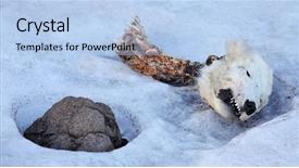  Presentation with cadaver - Beautiful slide set featuring cadaver - head of the dead polar backdrop and a light blue colored foreground