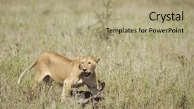  Presentation with lion and lioness - Presentation enhanced with cadaver - lioness and her prey background and a  colored foreground