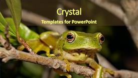  Presentation with australian bush - PPT theme featuring caerula sits in a bush background and a tawny brown colored foreground