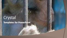  Presentation with monkey - Beautiful presentation theme featuring caged-monkey-looking-out-through backdrop and a dark gray colored foreground