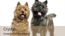  Presentation with navratri festival front page pdf - Theme having cairns - cairn terriers in front background and a coral colored foreground