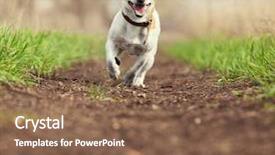  Presentation with fun - Audience pleasing PPT layouts consisting of cairns - running dog at summer jumping backdrop and a violet colored foreground