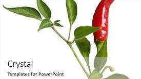  Presentation with cajun - Presentation theme consisting of cajun restaurant - red hot pepper on branch background and a  colored foreground