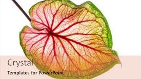  Presentation with green leaves - Presentation design having calaadium-plant-with-green-leaves background and a gold colored foreground