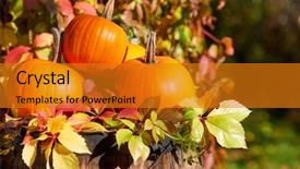  Presentation with fall abstract - Theme featuring calabash - autumn pumpkins on wood background and a gold colored foreground