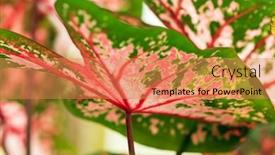  Presentation with drug pot session - PPT layouts featuring caladium-bicolor-in-the-pot background and a coral colored foreground
