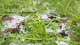  Presentation with angled loofah sponge gourd - Audience pleasing presentation theme consisting of calamity - damaged gourd after hailstorm backdrop and a yellow colored foreground