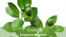  Presentation with calamansi - Slide set consisting of calamondin-calamansi-on-white-background background and a tawny brown colored foreground