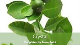  Presentation with calamansi - Slide deck having calamondin-calamansi-on-white-background background and a tawny brown colored foreground