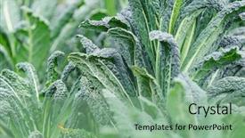  Presentation with toroidal field - Audience pleasing PPT layouts consisting of cale - kale in the field backdrop and a seafoam green colored foreground