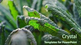  Presentation with field - Slide deck having cale - kale in the field background and a tawny brown colored foreground