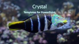  Presentation with marine engineering - PPT theme featuring caledonia - barred thicklip wrasse hemigymnus fasciatus background and a  colored foreground