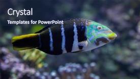  Presentation with marine elevators - Colorful PPT layouts enhanced with caledonia - barred thicklip wrasse hemigymnus fasciatus backdrop and a navy blue colored foreground