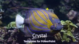  Presentation with blue - Slides featuring caledonia - blue ring angelfish pomacanthus annularis background and a wine colored foreground