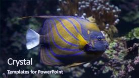  Presentation with blessed virgin mary statue blue - PPT layouts with caledonia - blue ring angelfish pomacanthus annularis background and a wine colored foreground