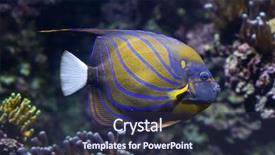  Presentation with blessed virgin mary statue blue - PPT theme featuring caledonia - blue ring angelfish pomacanthus annularis background and a tawny brown colored foreground