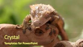  Presentation with take - PPT theme having caledonia - crested gecko rhacodactylus ciliatus sits background and a tawny brown colored foreground