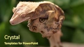  Presentation with take - Beautiful slide deck featuring caledonia - crested gecko rhacodactylus ciliatus sits backdrop and a tawny brown colored foreground