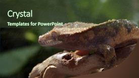  Presentation with olive tree branch ripe - Amazing presentation having caledonia - crested gecko rhacodactylus ciliatus sits backdrop and a  colored foreground