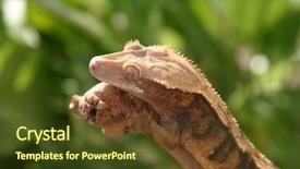  Presentation with take - Presentation theme consisting of caledonia - crested gecko rhacodactylus ciliatus sits background and a tawny brown colored foreground