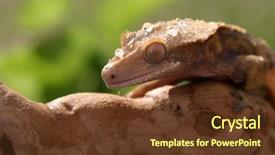  Presentation with olive tree branch ripe - Theme enhanced with caledonia - crested gecko rhacodactylus ciliatus sits background and a tawny brown colored foreground