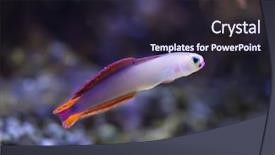  Presentation with sea life high resolution - Beautiful PPT layouts featuring caledonia - elegant firefish nemateleotris decora also backdrop and a wine colored foreground