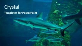  Presentation with shark - Cool new slides with caledonia - grey reef shark carcharhinus amblyrhynchus backdrop and a ocean colored foreground