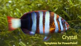  Presentation with marine - Slide deck with caledonia - harlequin tuskfish choerodon fasciatus marine background and a tawny brown colored foreground