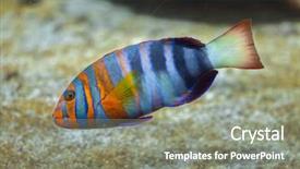  Presentation with marine security - Theme featuring caledonia - harlequin tuskfish choerodon fasciatus marine background and a gray colored foreground