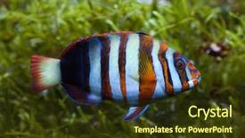  Presentation with marine propeller - Beautiful slides featuring caledonia - harlequin tuskfish choerodon fasciatus marine backdrop and a tawny brown colored foreground