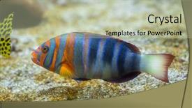  Presentation with marine iot - Presentation theme featuring caledonia - harlequin tuskfish choerodon fasciatus marine background and a  colored foreground