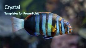  Presentation with marine iot - Presentation consisting of caledonia - harlequin tuskfish choerodon fasciatus marine background and a  colored foreground