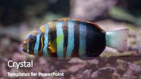  Presentation with marine - Slides featuring caledonia - harlequin tuskfish choerodon fasciatus marine background and a  colored foreground