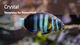  Presentation with marine security - Slide set enhanced with caledonia - harlequin tuskfish choerodon fasciatus marine background and a tawny brown colored foreground