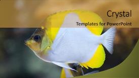  Presentation with marine - Amazing theme having caledonia - pyramid butterflyfish hemitaurichthys polylepis marine backdrop and a gold colored foreground