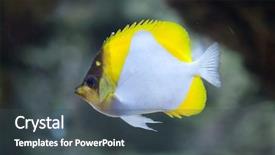 Presentation with marine - Amazing presentation theme having caledonia - pyramid butterflyfish hemitaurichthys polylepis marine backdrop and a dark gray colored foreground