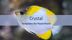  Presentation with marine - Cool new presentation theme with caledonia - pyramid butterflyfish hemitaurichthys polylepis marine backdrop and a light blue colored foreground