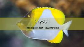  Presentation with marine - Audience pleasing slide deck consisting of caledonia - pyramid butterflyfish hemitaurichthys polylepis marine backdrop and a gold colored foreground