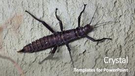  Presentation with insect - Presentation with caledonia - thorny devil stick insect eurycantha background and a gray colored foreground