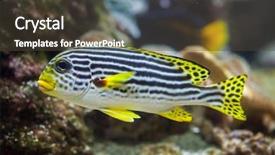  Presentation with marine - Cool new presentation theme with caledonia - yellow-banded sweetlips plectorhinchus lineatus marine backdrop and a tawny brown colored foreground