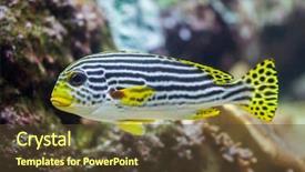  Presentation with marine - Theme featuring caledonia - yellow-banded sweetlips plectorhinchus lineatus marine background and a tawny brown colored foreground
