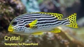  Presentation with marine - Colorful slide deck enhanced with caledonia - yellow-banded sweetlips plectorhinchus lineatus marine backdrop and a tawny brown colored foreground
